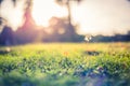 Amazing nature closeup green grass and dandelion meadow background with sun rays Royalty Free Stock Photo