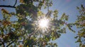 Sun rays tree. Blue sky. Green leaves. Bright sun rays effect flare