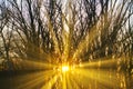 Sun rays through a tree branches in dark autumn forest at sunset, dramatic nature