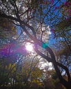 Sun rays through the tree branches Royalty Free Stock Photo