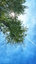 Sun rays through tree leaves.