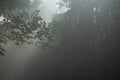 Natural background of sun rays through the trees in the forest in a misty morning. Royalty Free Stock Photo