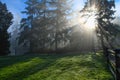 Sun rays through trees Royalty Free Stock Photo