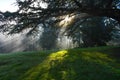 Sun rays through trees Royalty Free Stock Photo