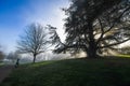 Sun rays through trees Royalty Free Stock Photo