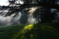 Sun rays through trees in Redmond, WA Park Royalty Free Stock Photo