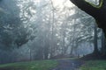 Sun rays through trees in Redmond, WA Park Royalty Free Stock Photo