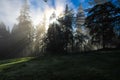 Sun rays through trees in Redmond, WA Park Royalty Free Stock Photo