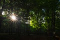 Sun rays between the trees in Urbasa forest Royalty Free Stock Photo