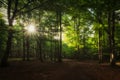 Sun rays between the trees in Urbasa forest Royalty Free Stock Photo