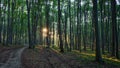 Sun rays through the trees during a walk in the summer Royalty Free Stock Photo