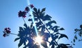 Sun rays view through spicy Jatropha flowers with leaves.