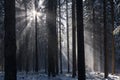 Sun rays in winter forest Royalty Free Stock Photo