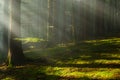 Sun rays in woods.