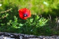 In the sun a red poppy flower next to the wall. Papaver rhoeas, common poppy, corn poppy, corn rose, field poppy, Flanders poppy,