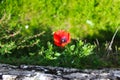 In the sun a red poppy flower. Papaver rhoeas, common poppy, corn poppy, corn rose, field poppy, Flanders poppy, red poppy