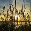 Sun through Reeds at sunset Royalty Free Stock Photo