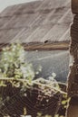 He sun is reflected in the threads of a spider web in the doorway of the barn of a farmhouse. Royalty Free Stock Photo
