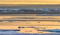 Sun reflects golden light on water between melting ice near Arctic Circle