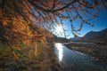 The sun reflects in the river over the Swiss Alps from under an autumnal larch Royalty Free Stock Photo