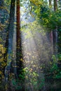 sun reys through autumn colored tree leaves