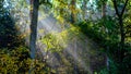 sun reys through autumn colored tree leaves Royalty Free Stock Photo