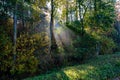 sun reys through autumn colored tree leaves Royalty Free Stock Photo