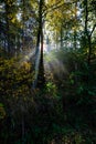 sun reys through autumn colored tree leaves Royalty Free Stock Photo