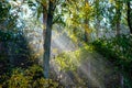 sun reys through autumn colored tree leaves Royalty Free Stock Photo