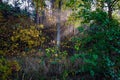 sun reys through autumn colored tree leaves Royalty Free Stock Photo
