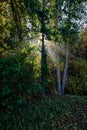 sun reys through autumn colored tree leaves Royalty Free Stock Photo