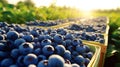 Sun ripened blackberries presented in appealing and abundant baskets