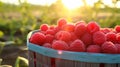 Sun ripened raspberries presented in appealing and abundant baskets