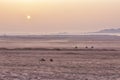 Sun rise in desert. Sahara. Egypt. Sinai.