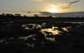 Sun rise over Thursley Common Royalty Free Stock Photo