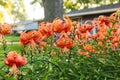 Sun rise over the Tiger Lily garden my favorit e time of day Royalty Free Stock Photo