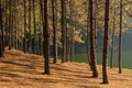 Sun rise at Pang-ung, Pine forest