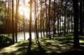 Sun rise at Pang-ung, Pine forest Royalty Free Stock Photo