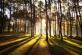 Sun rise at Pang-ung, Pine forest in Thailand. Popular place for Set up the tent, camping and travel Royalty Free Stock Photo