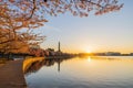 Sun rise view of the Washington Monument with cherry blossom