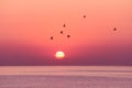 The sun rises above the surface of the sea and the birds in the sky. Royalty Free Stock Photo