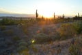 Morning light on desert road cactus landscape Royalty Free Stock Photo