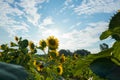 The sun rises behind a field of sunflowers under a blue sky with clouds Royalty Free Stock Photo