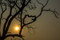 Sun rises behind Tree