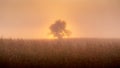 The sun rises behind a tree in a maize field and makes the mist glow