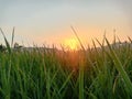 the sun rises in the middle of the rice fields with beautiful dew Royalty Free Stock Photo