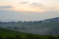 The sun rises over tea plantations in Kibale, Uganda, Africa; fog Royalty Free Stock Photo