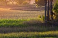 Sun rises over wetlands