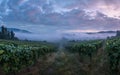 The sun rises, revealing a vineyard shrouded in fog, highlighting the ethereal beauty of the grape-producing fields.