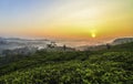 The sun rises in the tea garden Cianjur west java indonesia Royalty Free Stock Photo